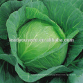 MC54 Languang dark green f1 hybrid cabbage seeds for sales